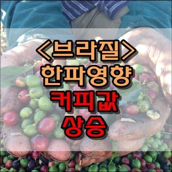  브라질 한파로 인해 커피원두가격 급상승