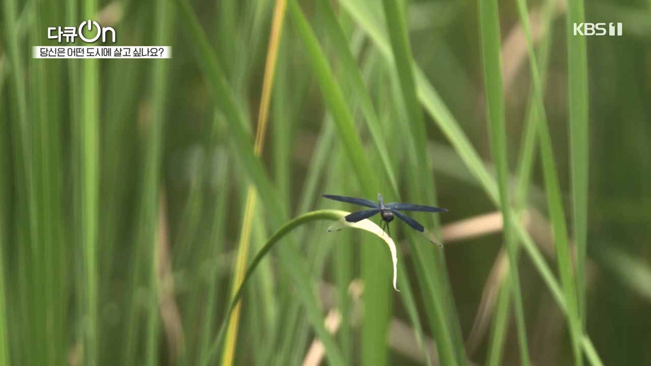 다큐 온.E216.231015p-NEXT.mp4_20231015_155435.295.jpg