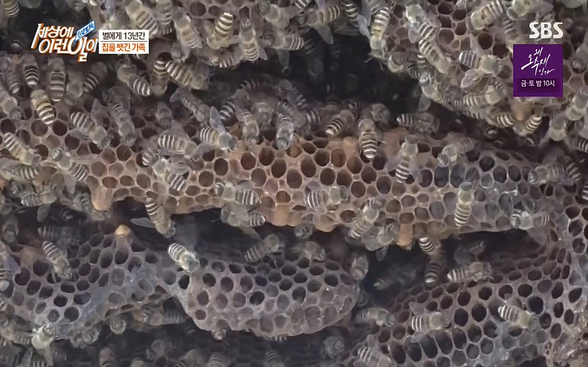 순간포착 세상에 이런일이.E1183.220608p-NEXT.mp4_20220608_200303.967.jpg