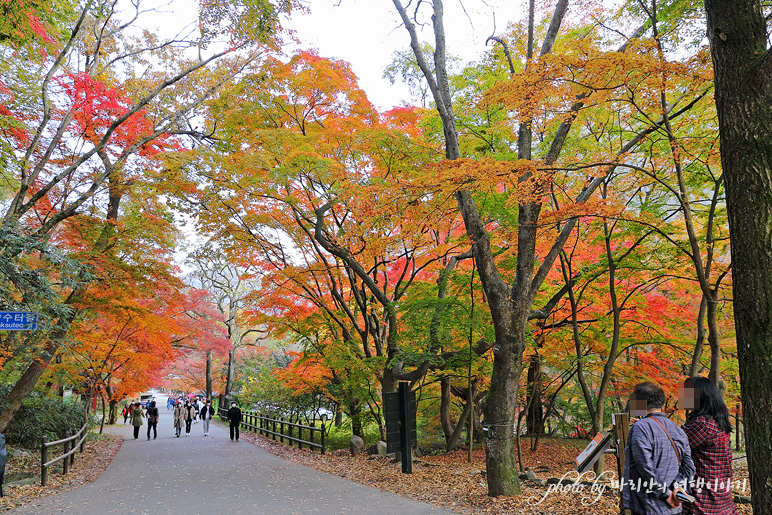 11/5 장산 단풍 절정의 정읍 내장사 7