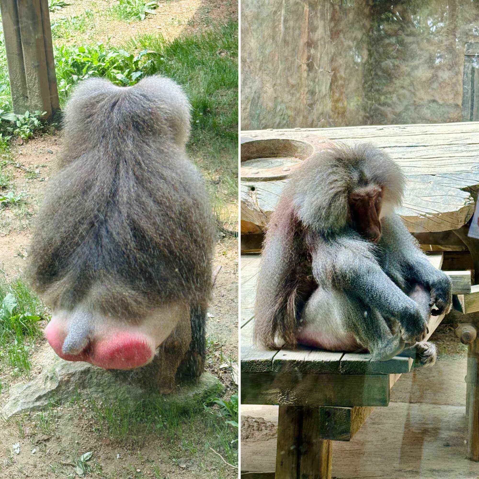 망토원숭이