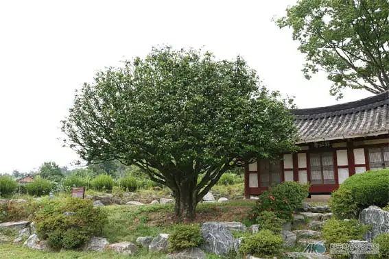 나주-송죽리-동백나무