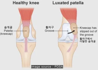 강아지 슬개골 탈구 수술 후유증_3