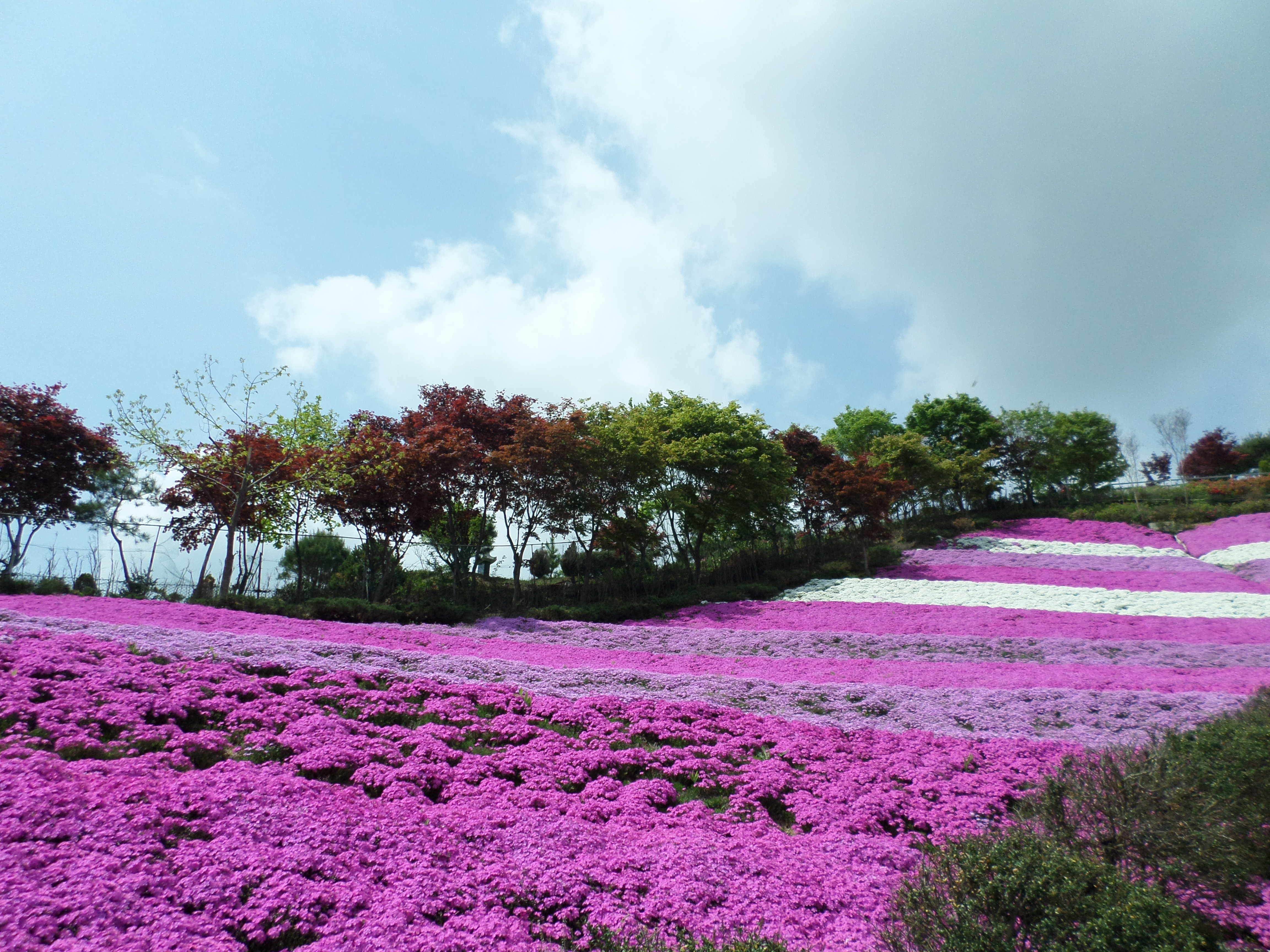 동산잔디 이미지