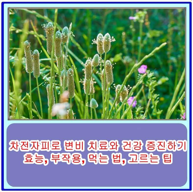  차전자피로 변비 치료와 건강 증진하기: 효능, 부작용, 먹는 법, 고르는 팁