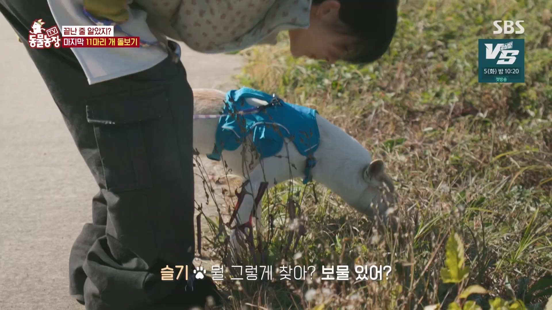 TV 동물농장.E1148.231203p.H264-F1RST.mp4_20231203_181444.321.jpg