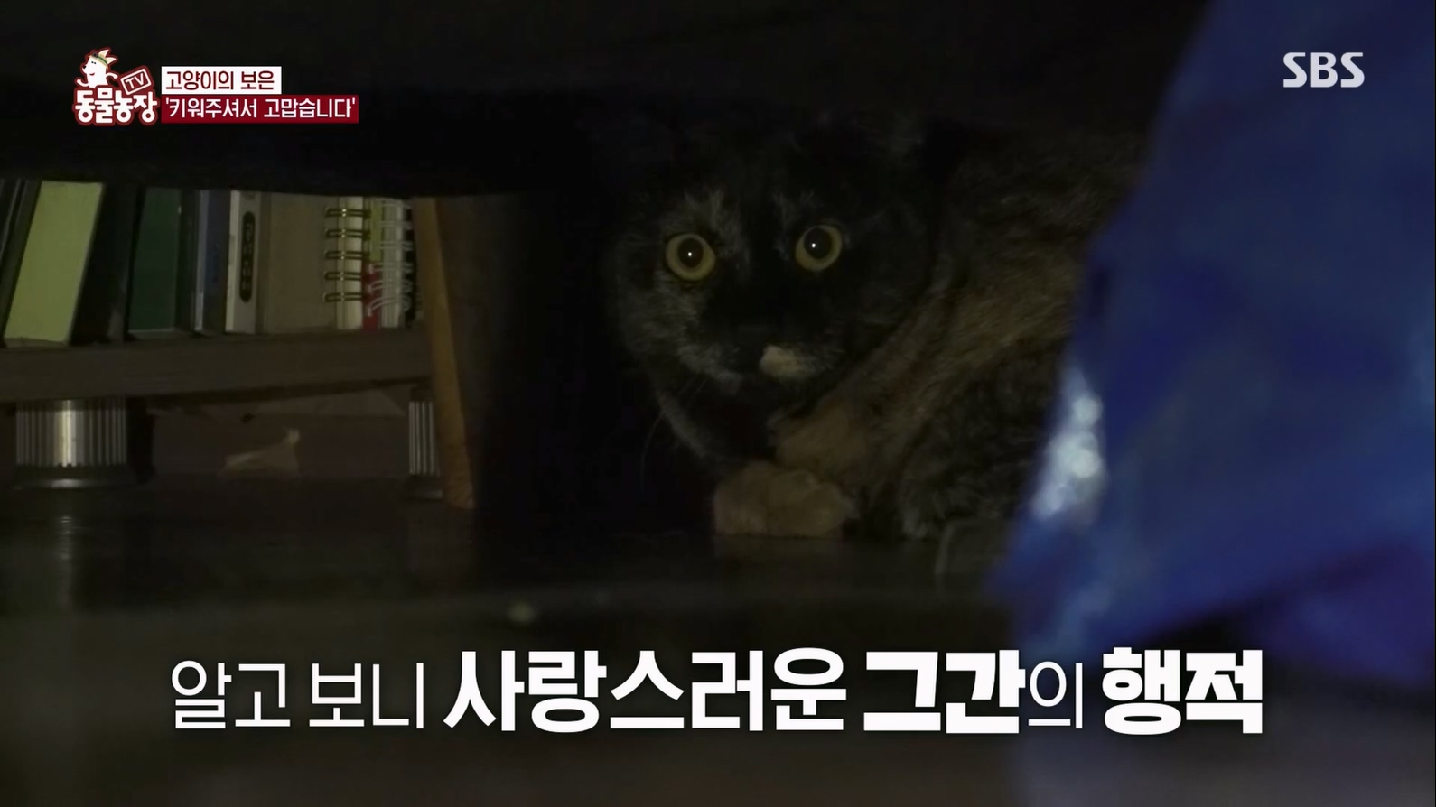 TV 동물농장.E1127.230702p.H264-F1RST.mp4_20230704_212707.320.jpg