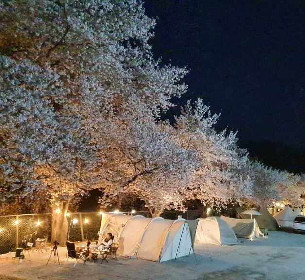 벚꽃 캠핑 명소