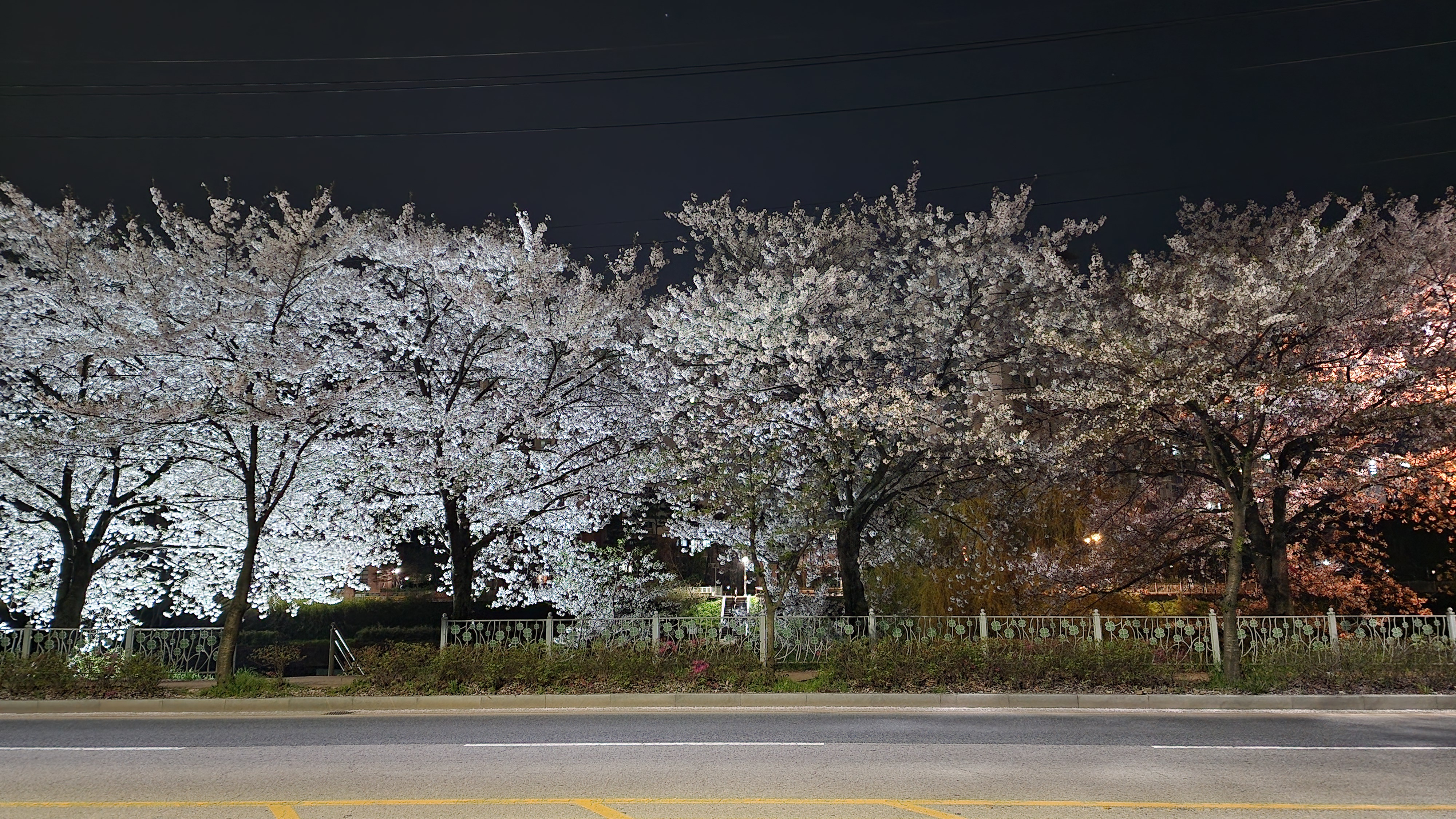 하가지구 벚꽃 야간사진