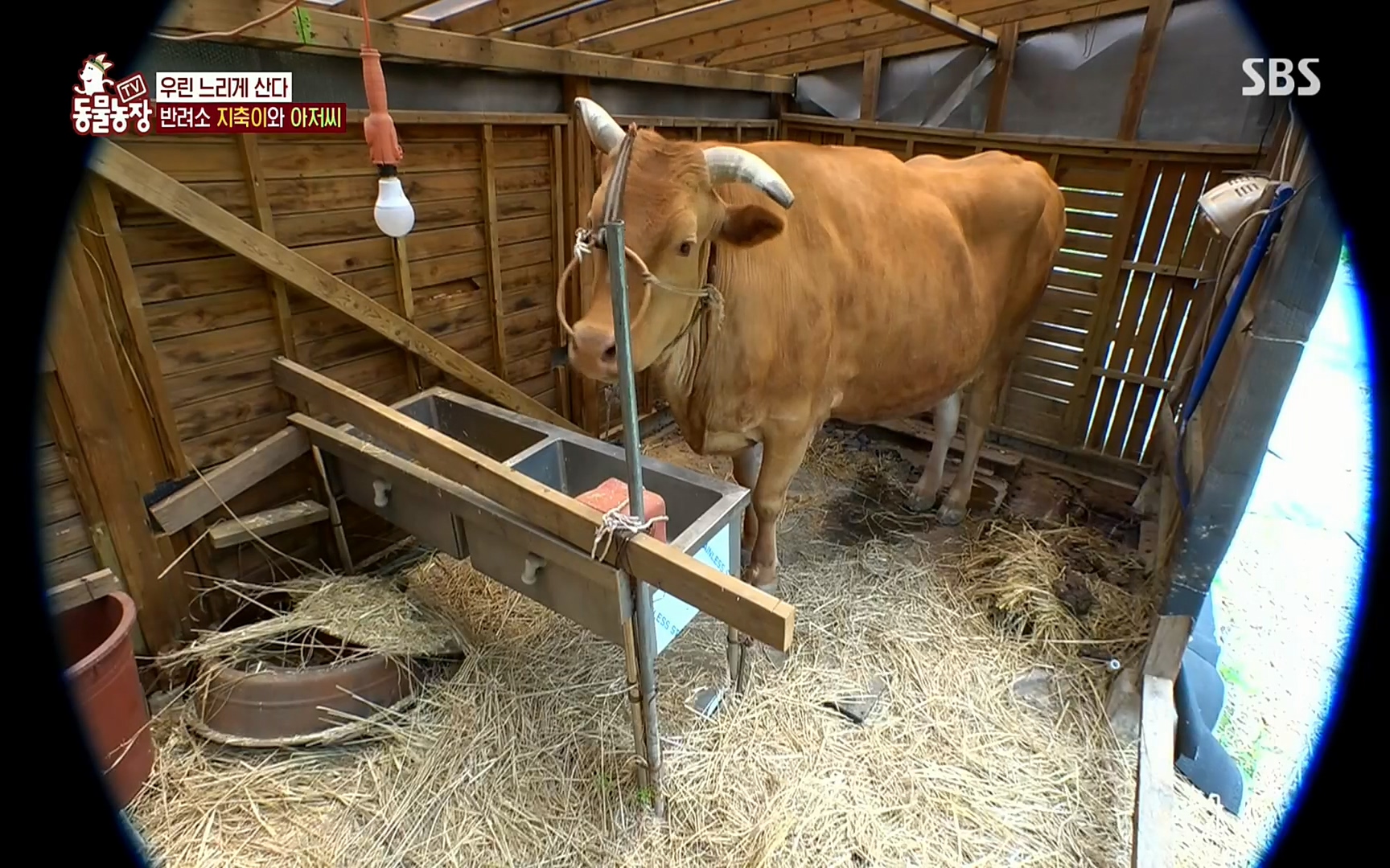 TV 동물농장.E1074.220619p.H264-F1RST.mp4_20220619_181330.667.jpg