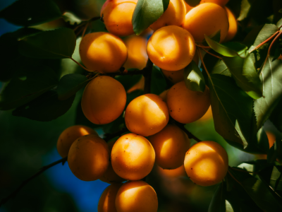 살구 효능 10가지 36