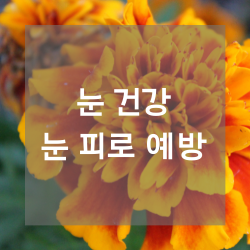 마리골드 효능