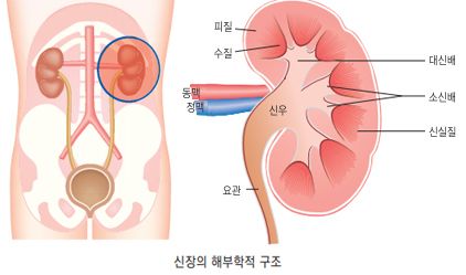 신장 위치