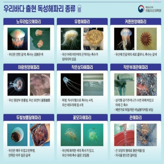 우리나라 바다에 출현하다 9가지 해파리의 사진과 설명입니다.