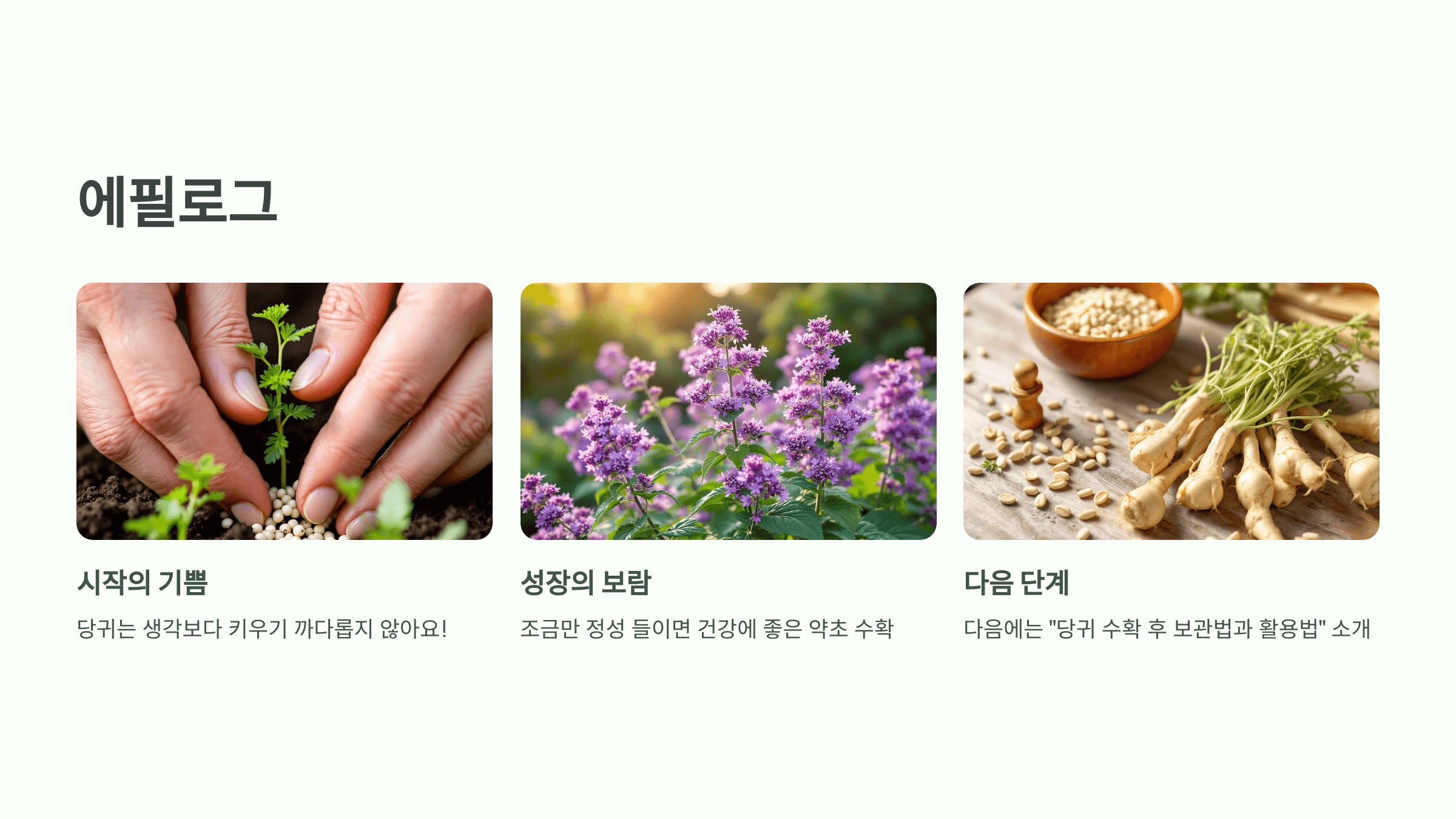 당귀 재배법, 수확시기와 방법