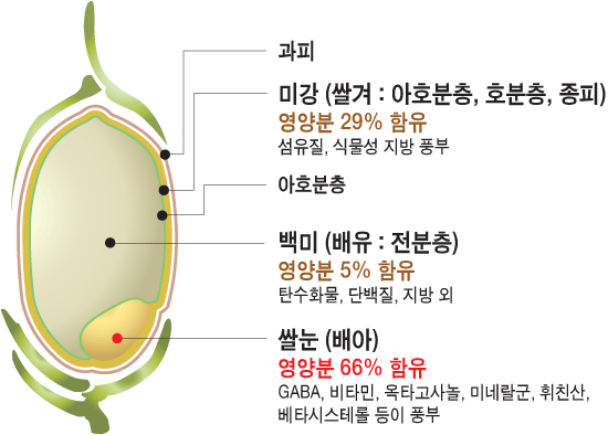 쌀눈효능