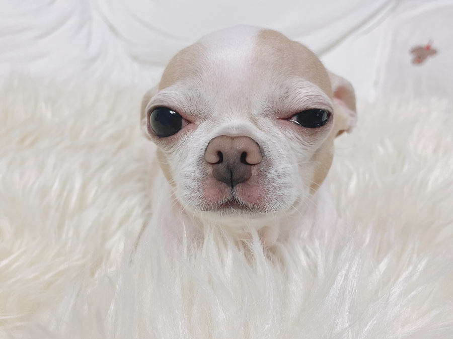 단모 성격 털빠짐 주의점 21