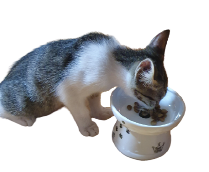 고양이 적정 사료 급여량과 식사 횟수