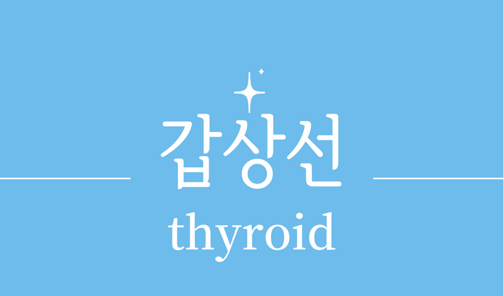 &#39;갑상선(thyroid)&#39;