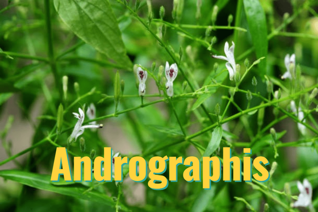 Andrographis