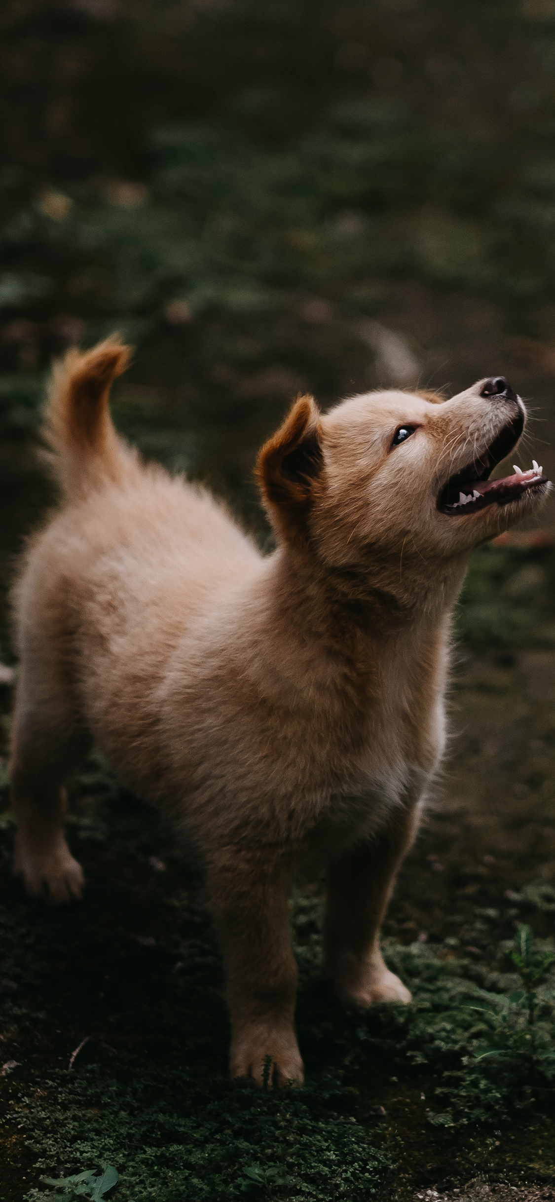 고화질 강아지 배경화면 5장 공유