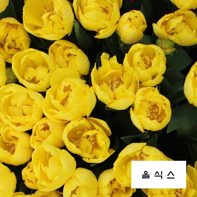 더블트러블 이미지