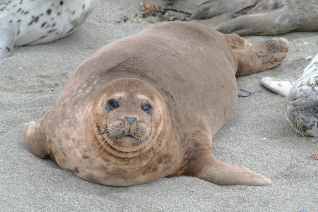 Seal