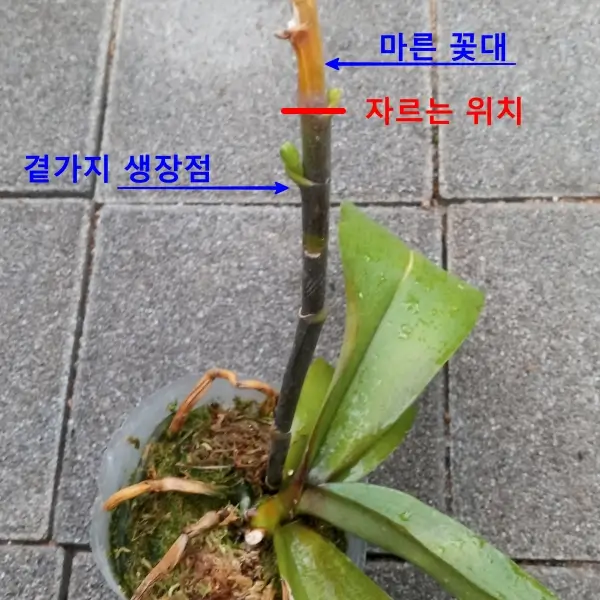 호접란-마른-꽃대