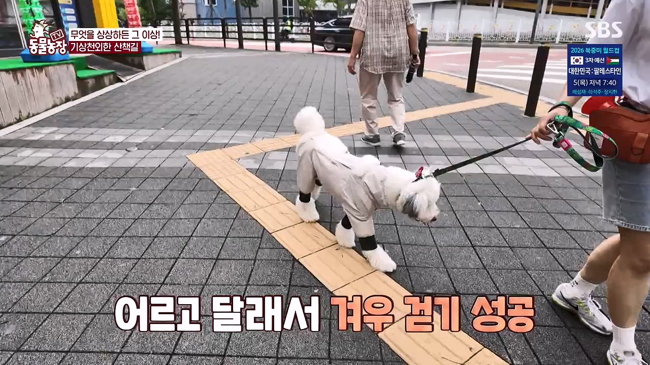 TV 동물농장.E1187.240902p-NEXT.mp4_20240901_155450.346.jpg