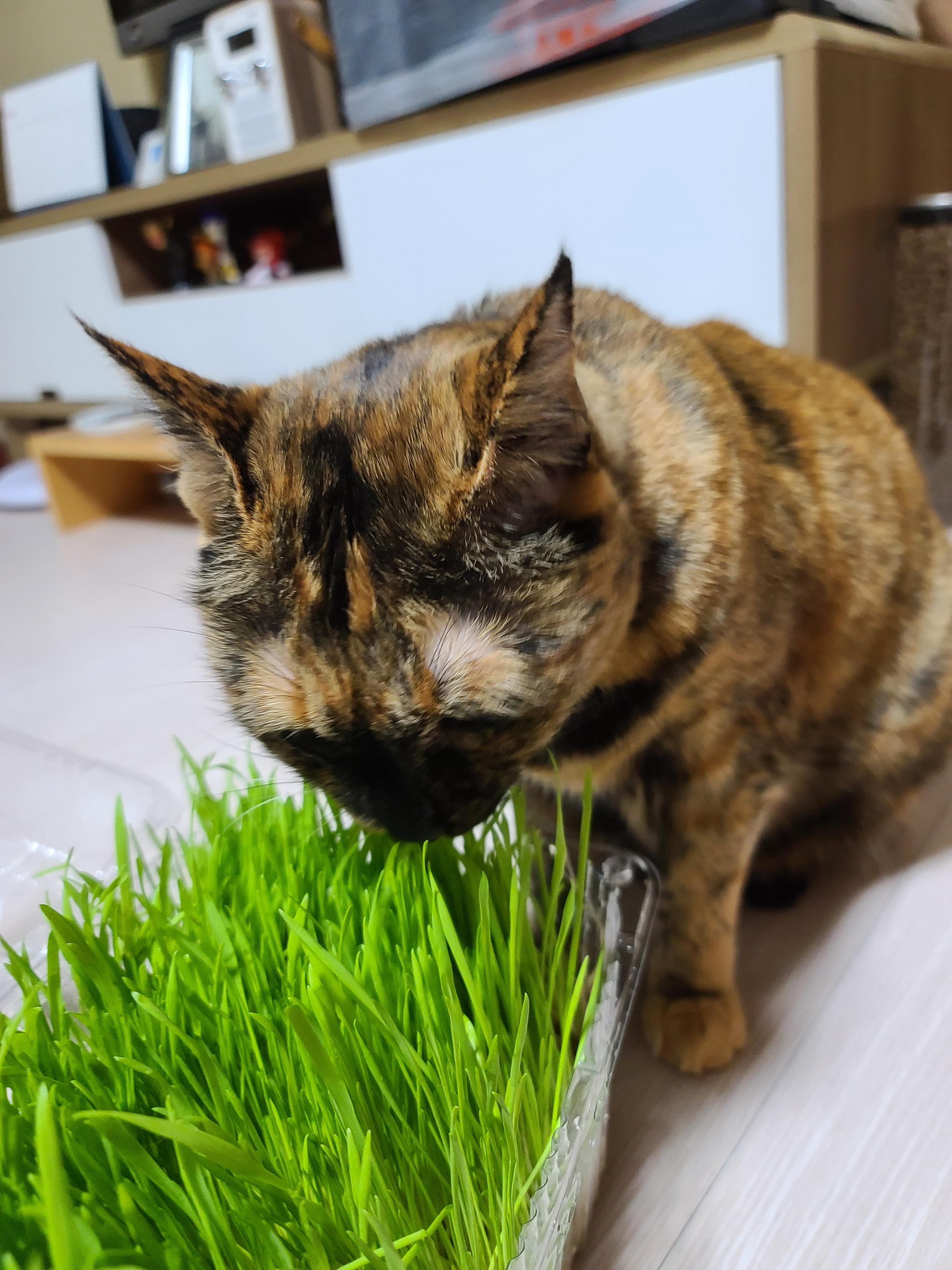 고양이 캣글라스 먹방 및 효능. 캣글라스를 대하는 아홉냥이들의 자세.