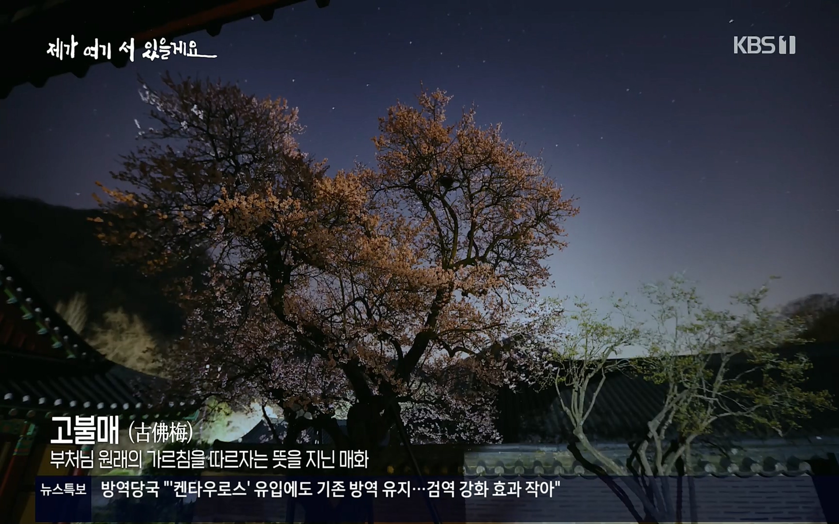 다큐 인사이트.E124.220908p.H264-F1RST.mp4_20220912_142710.548.jpg