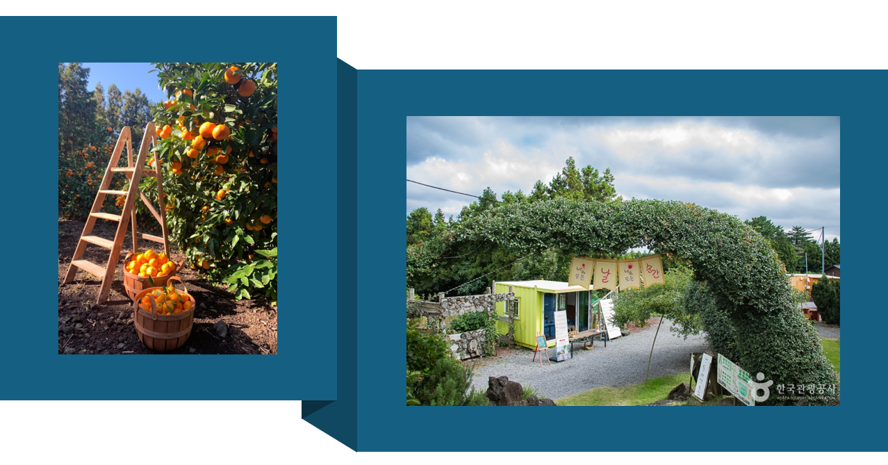 보메와산감귤체험농장 (제공 : 한국관광공사)