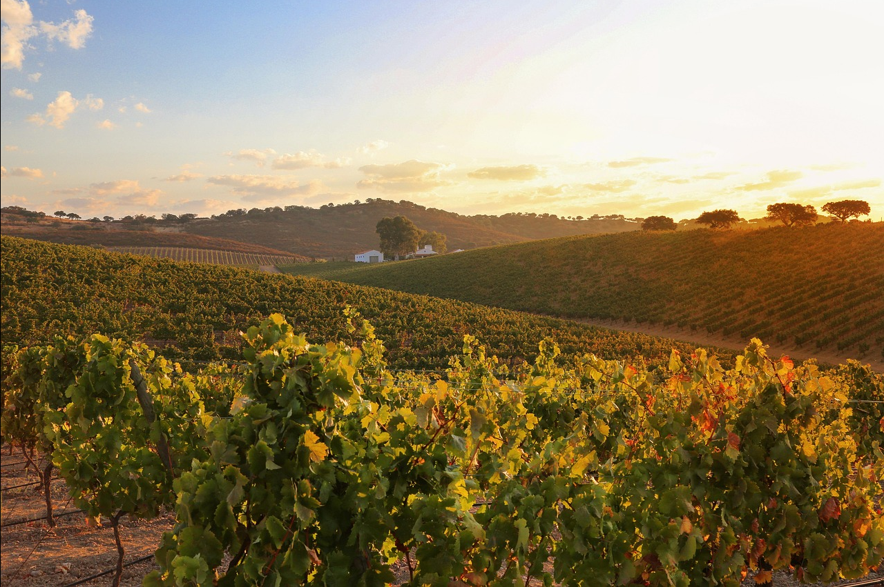 포르투칼 알렌테주(Alentejo) 관련 사진