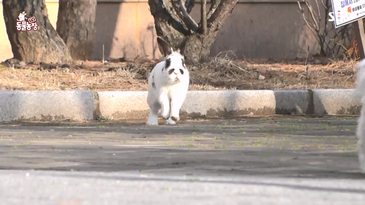 TV 동물농장.E1167.240415p-NEXT.mp4_20240414_160928.758.jpg