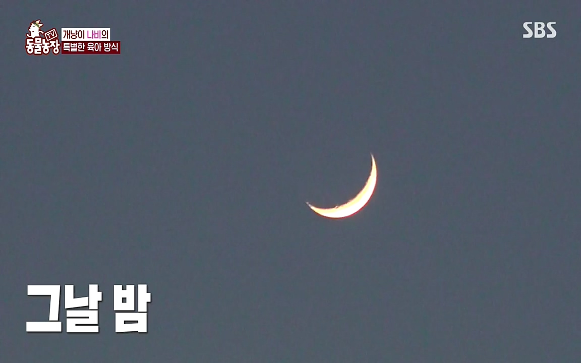 TV 동물농장.E1075.220627p-NEXT.mp4_20220626_175614.074.jpg