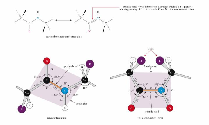 펩티드 결합의 평면특성