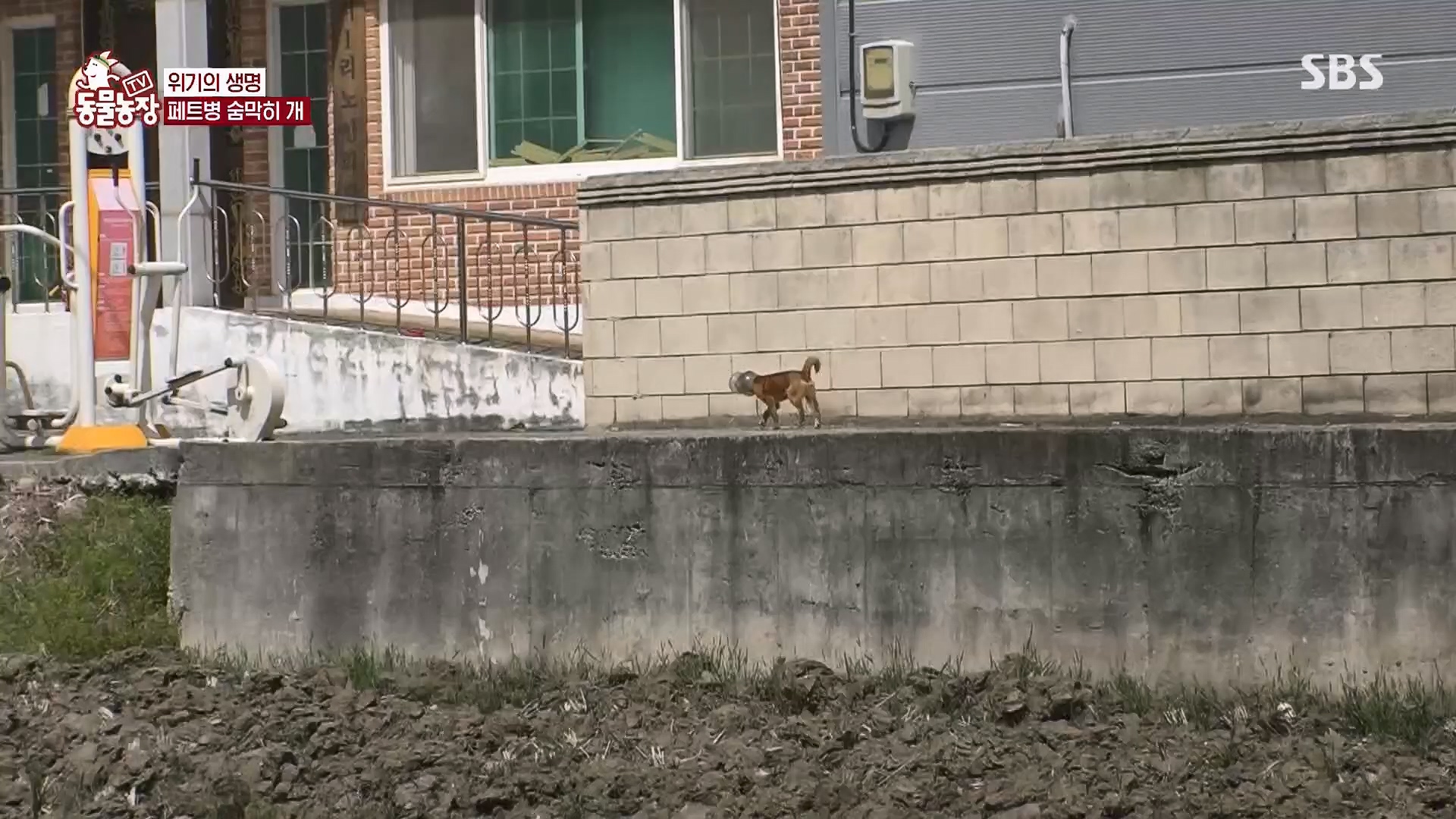 TV 동물농장.E1119.230507p.H264-F1RST.mp4_20230507_135908.989.jpg