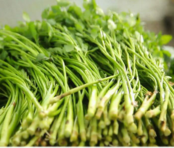 미나리 효능 및 부작용 잘-씻어-가지런히-놓여-있는-미나리