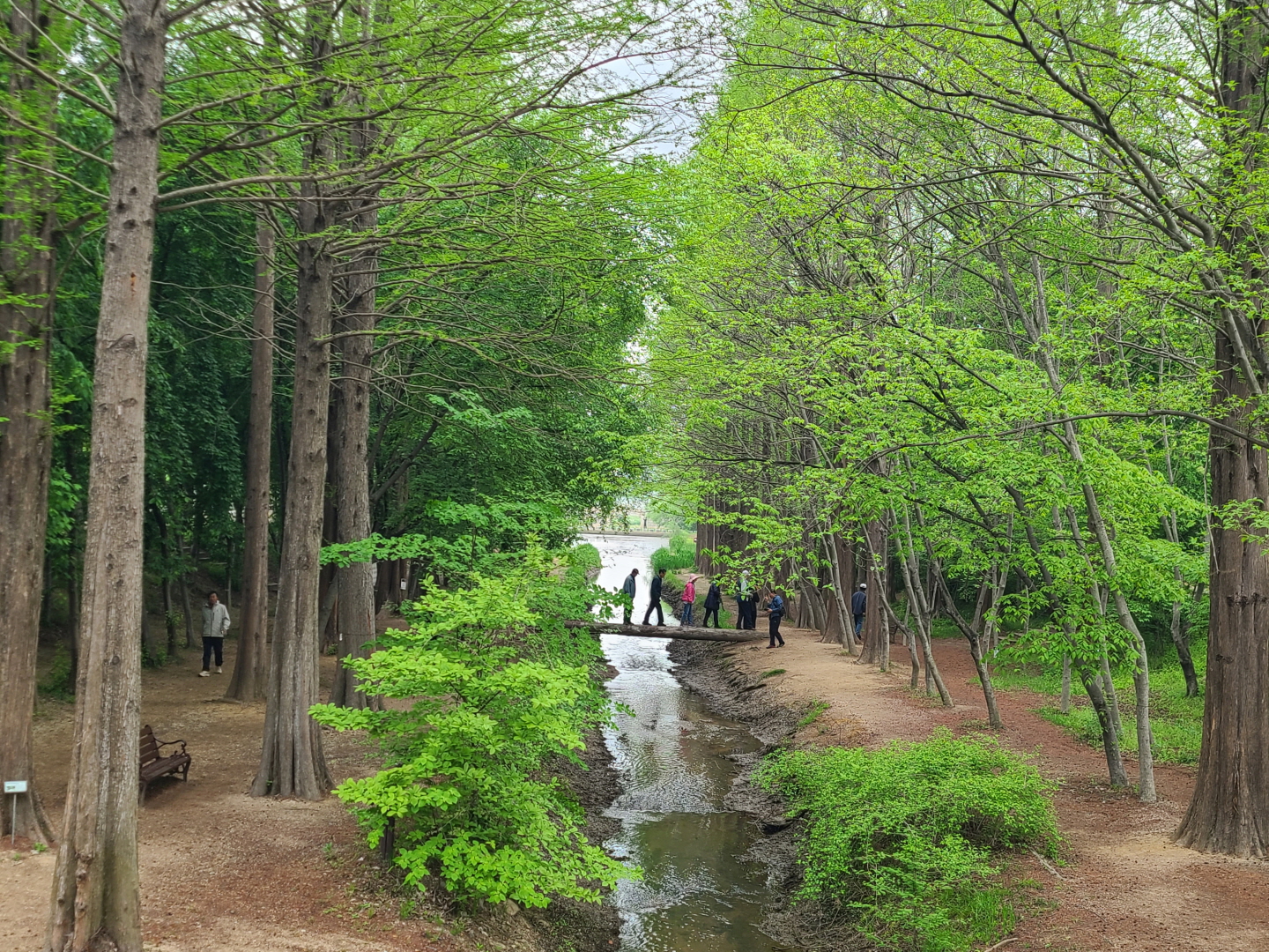 천년숲 이미지