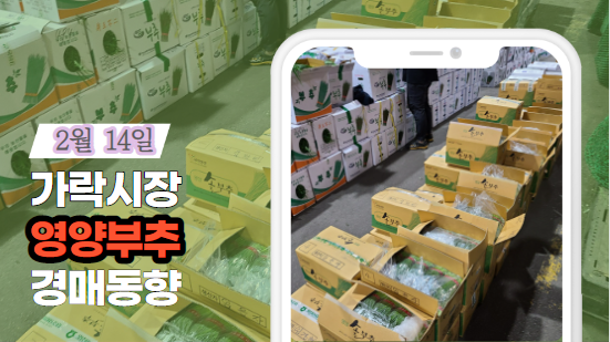  [경매사 일일보고] 2월 14일자 가락시장 영양부추 경매동향을 살펴보겠습니다!