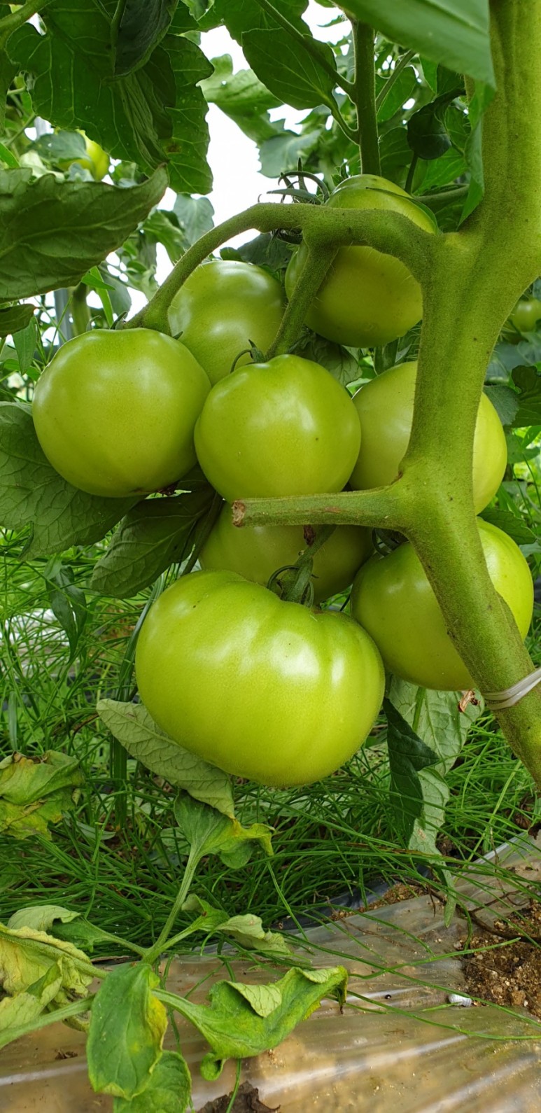 고추 ...모두싹 살포 물에 잠긴 4