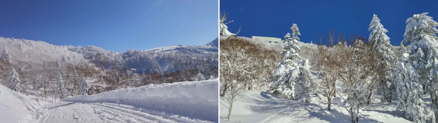 kiroro-asari panorama-trees