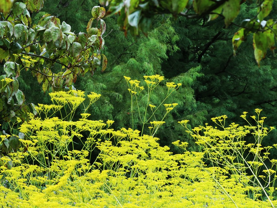 냄새고약한-야생화-노란색의꽃을-피우는-마타리