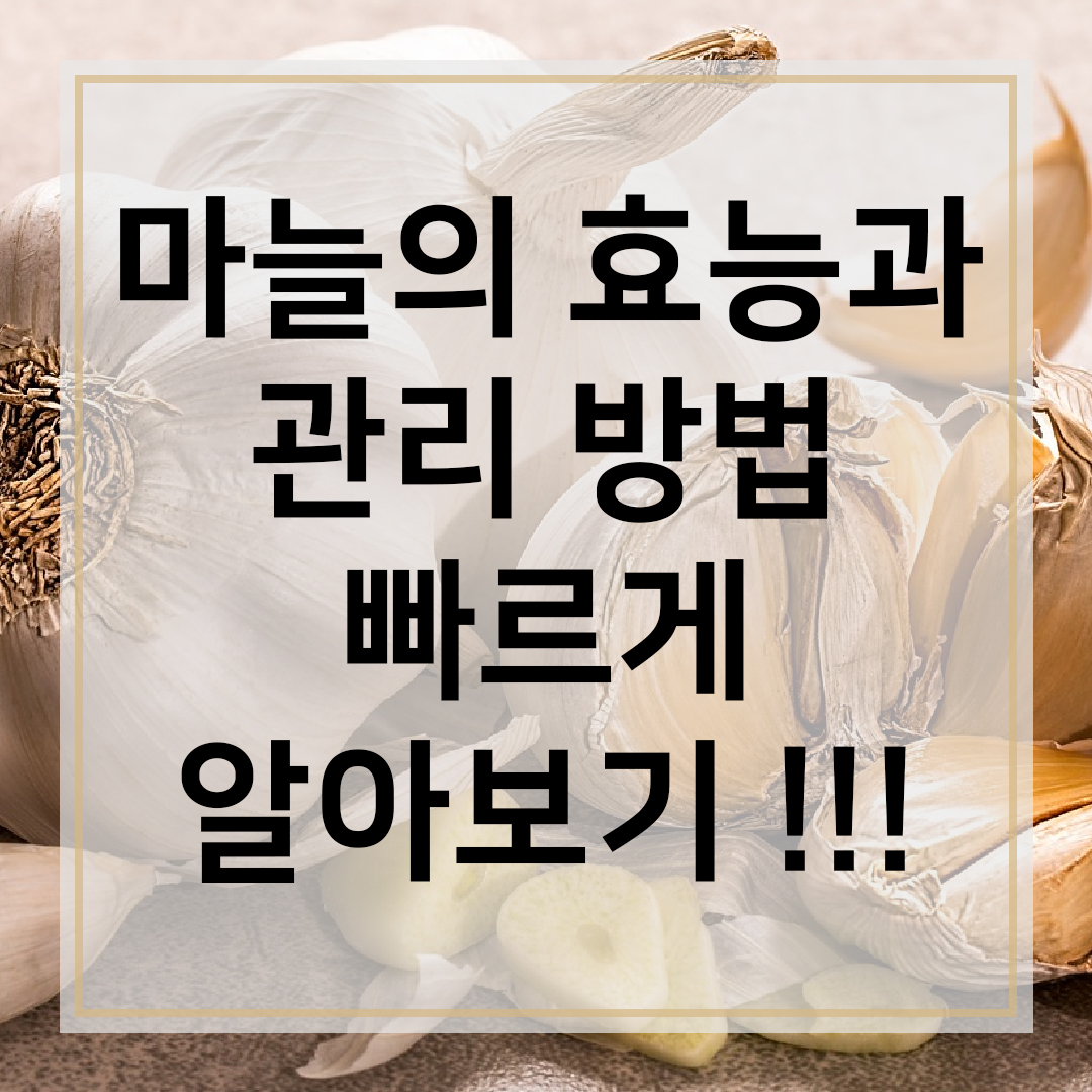 마늘의 효능과 관리 방법 빠르게 알아보기