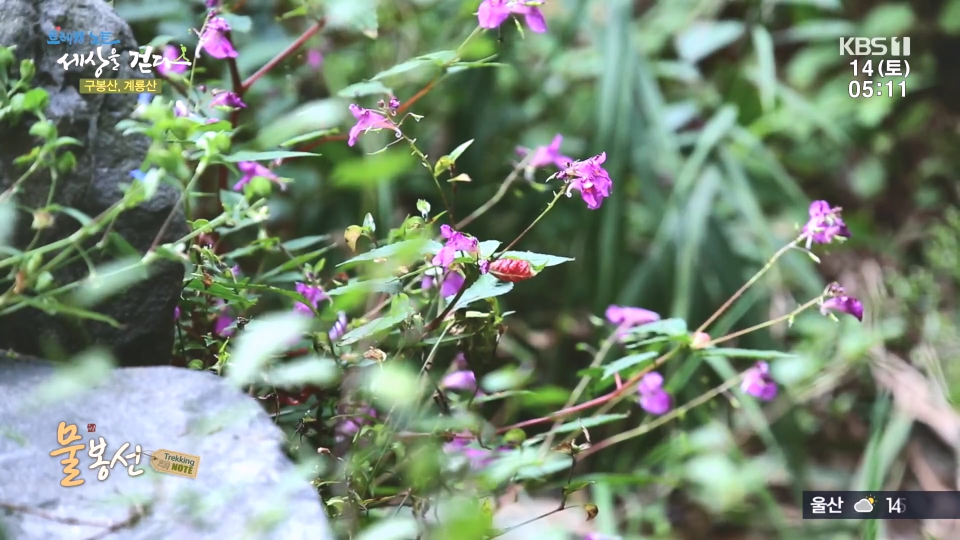 트레킹노트 세상을 걷다.E290.231014p.H264-F1RST.mp4_20231014_175219.896.jpg