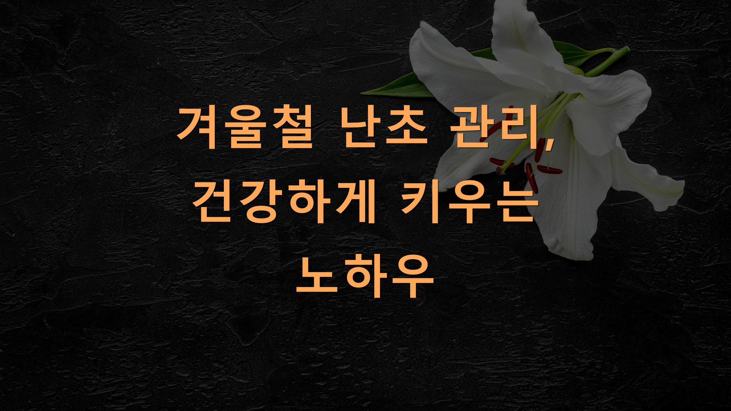 겨울철 난초 관리, 건강하게 키우는 노하우