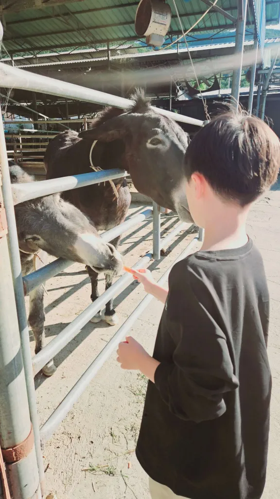 젖소에게 우유를 주면서 행복을 느끼고 있는 모습