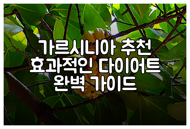가르시니아 추천 효과적인 다이어트 완벽 가이드