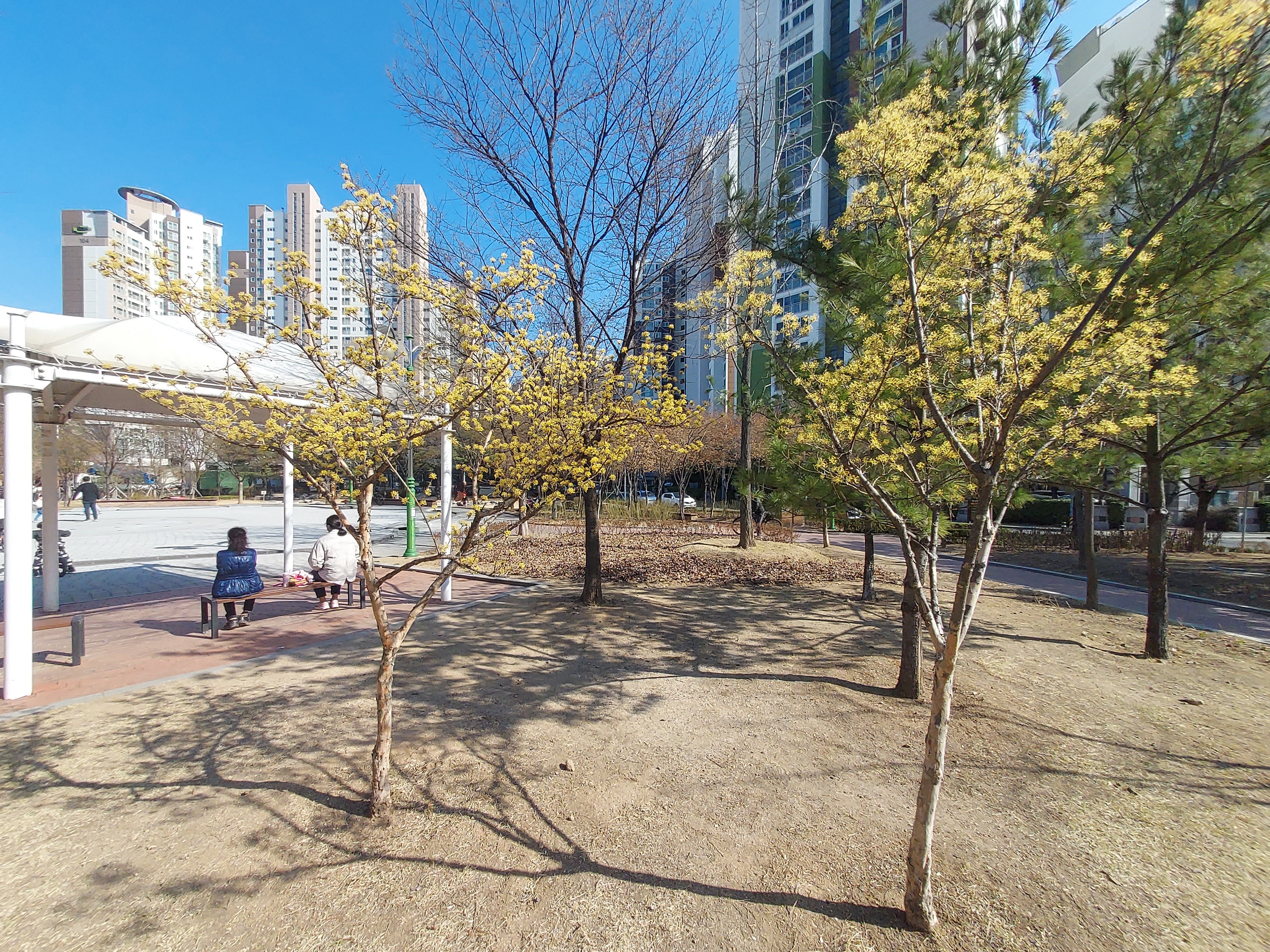 산수유 꽃