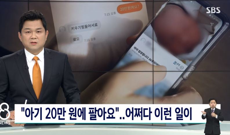  제주도 당근마켓 아기 입양 20만원?